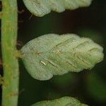 Asplenium barteri Folha