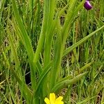Anacamptis laxiflora Hoja
