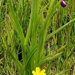 Anacamptis laxiflora Leaf