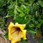 Solandra grandiflora Habitus