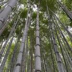 Phyllostachys edulis Leaf