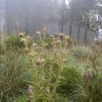 Cirsium jorullense Habit