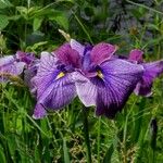 Iris ensata Floare