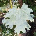 Macleaya cordata Folha