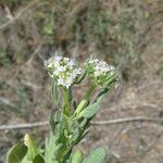 Valerianella discoidea Flor