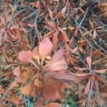 Myrica gale Leaf
