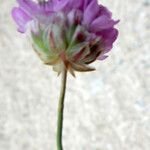 Armeria multiceps പുഷ്പം