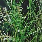 Epilobium roseum Fuelha
