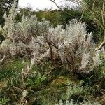 Artemisia cana Habitus