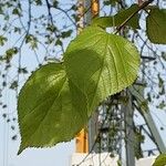 Tilia × europaea Blad