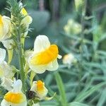 Linaria vulgarisFlower