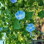 Ipomoea tricolorFlor