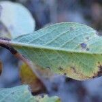 Salix pyrenaica Leaf