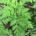 Chaerophyllum hirsutum ഇല