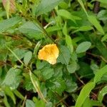 Sida rhombifolia Blüte