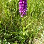 Dactylorhiza majalis Libunga