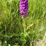 Dactylorhiza majalis Συνήθη χαρακτηριστικά