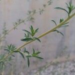 Amaranthus albus Folla