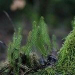 Lycopodium annotinum Foglia