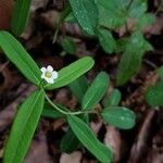Euphorbia corollata ശീലം