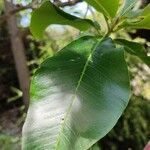 Calodendrum capense Blatt