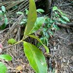 Pouteria oblanceolata