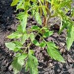 Solanum lycopersicum برگ