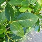 Tabebuia rosea Leaf