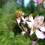 Rubus schnedleri Flower