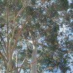 Corymbia citriodora List