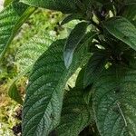Heliotropium arborescens List