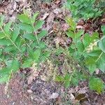 Coriaria myrtifolia Liść