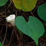 Ipomoea obscura Flower