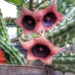 Huernia schneideriana Lorea