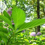 Hydrangea serrata Ліст