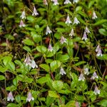 Linnaea borealis पत्ता