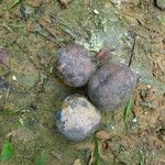 Detarium macrocarpum Frucht