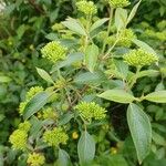 Cornus amomum برگ