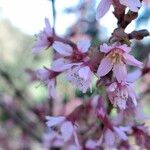 Prunus incana Flor