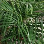 Dypsis lutescens葉