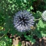 Echinops bannaticusBlüte