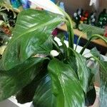 Spathiphyllum wallisiiLiść