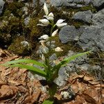 Cephalanthera longifolia Blomma