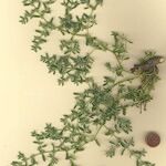 Herniaria incana Hábito