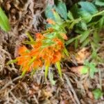 Castilleja affinis Blüte