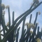 Alluaudia ascendens Flor
