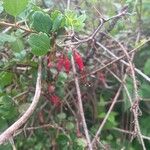 Ribes speciosum പുഷ്പം