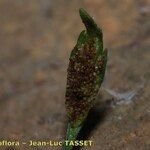 Asplenium seelosii Blad