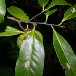 Diospyros nigra Fruto