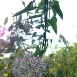Funastrum cynanchoides Kwiat